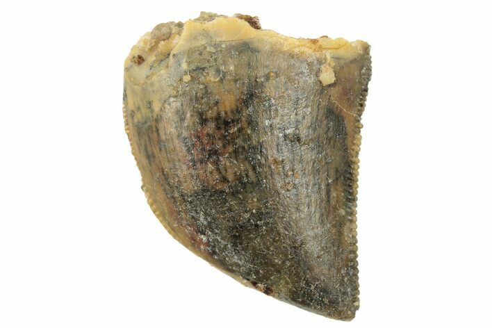 Serrated, Juvenile Carcharodontosaurus Tooth #249426